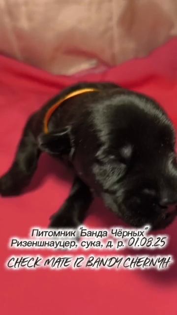 Chispa Victoriosa IZ BANDY CHERNYH