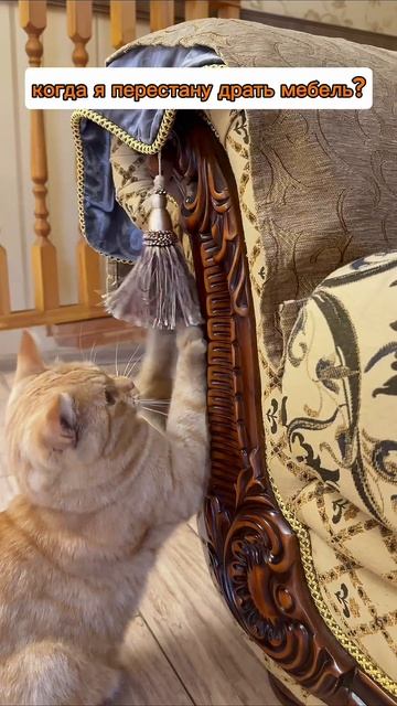 когда мне задают неудобные вопросы 😂 #кот #коты #котики #юмор #рыжийкот #животные #питомцы