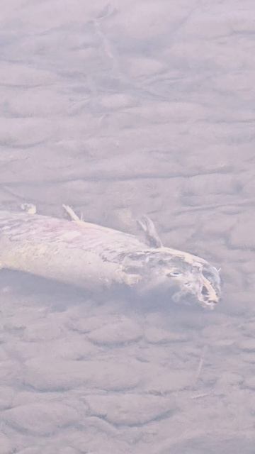 Рыба зомби! Рыба превращается в корм. Река Ола. 🐟🐟🐟 #nastikae #fishing #рыбазомби #ола #клёпка