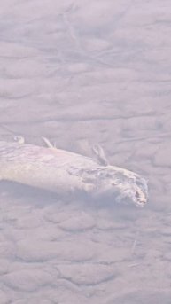 Рыба зомби! Рыба превращается в корм. Река Ола. 🐟🐟🐟 #nastikae #fishing #рыбазомби #ола #клёпка