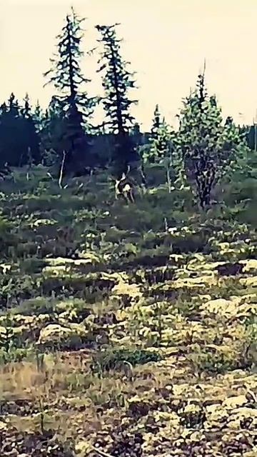 #олень #здоровяк #огромные #рога