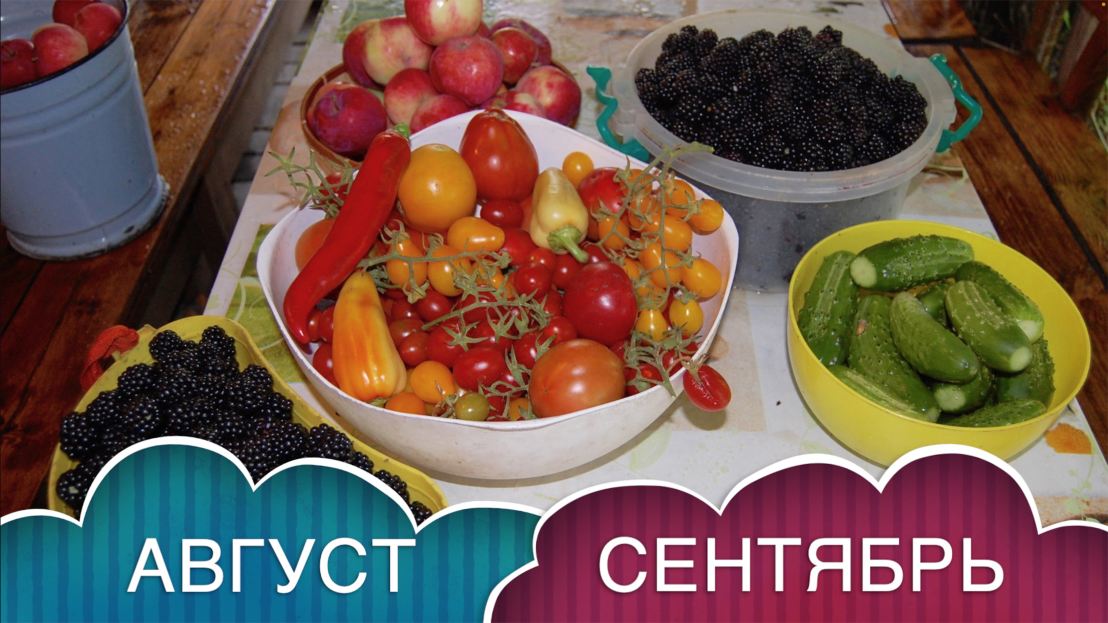 РАБОТА НА ДАЧЕ В АВГУСТЕ-СЕНТЯБРЕ