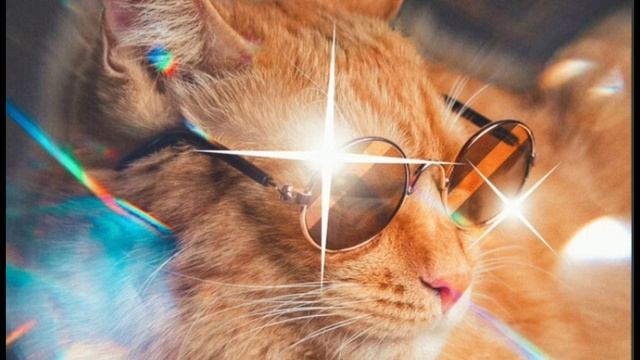 симбочка пимбочка Я тебя люблю#симбочка #животные