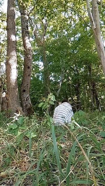 2 часть я ушла в лес Я гном!