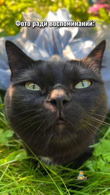 Какие фото вам понравились?😸 #котики #фото #самуэлькотик #тренд #кот #животные #кошка #котик