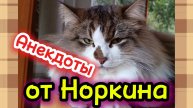 Анекдоты от Норкина.
