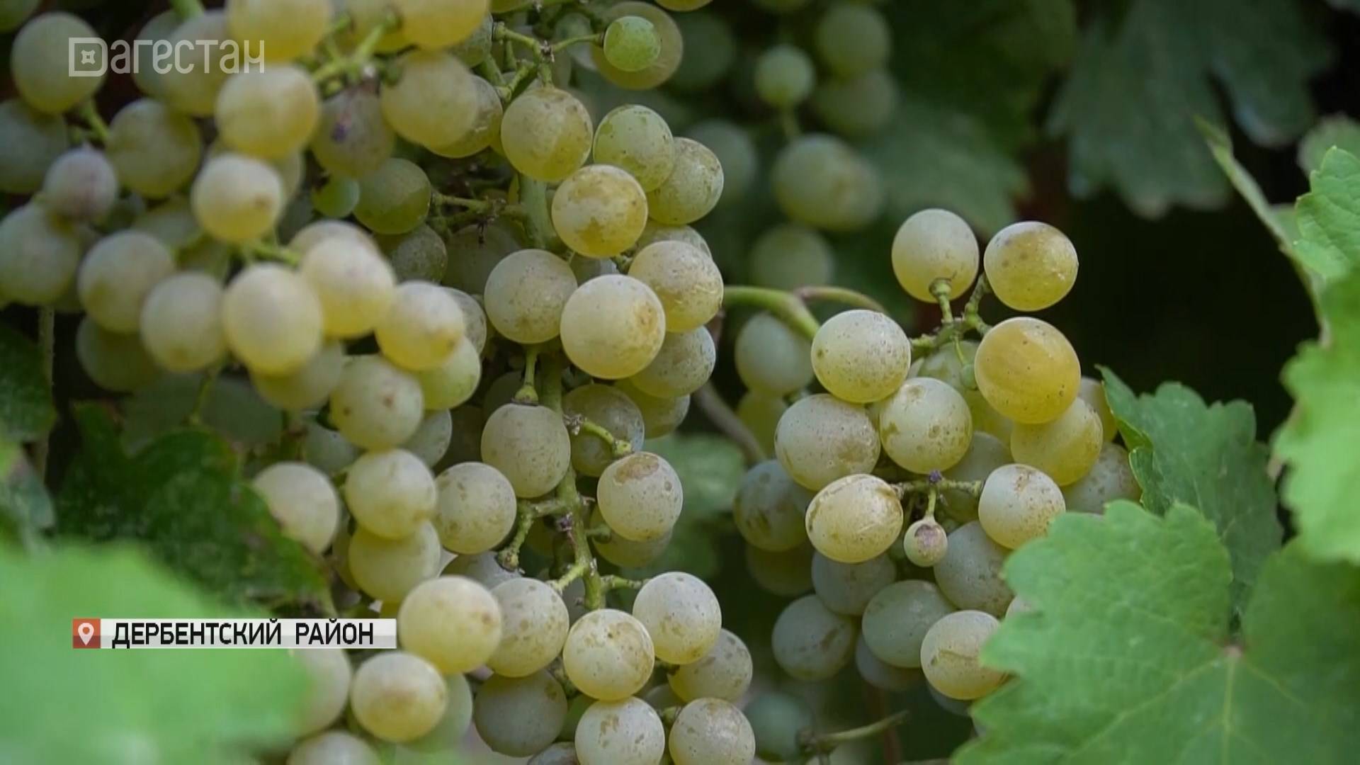 В Дагестане собирают виноград