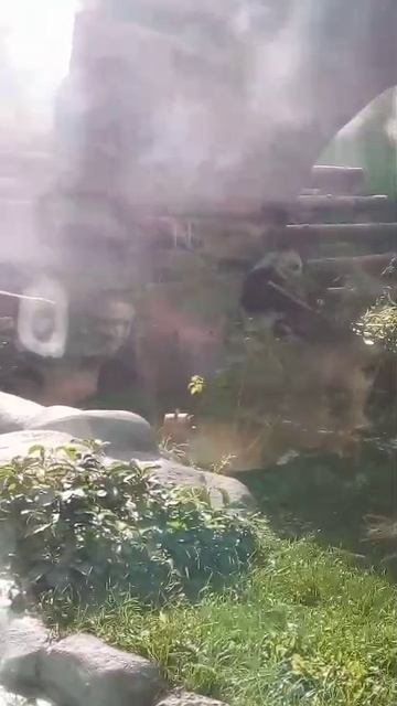 Диндин обедает в Московском зоопарке