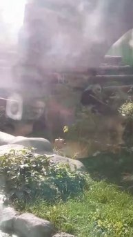 Диндин обедает в Московском зоопарке