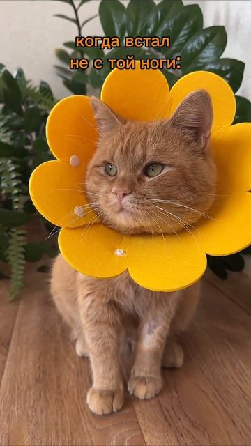 а у вас бывают дни, когда вы не в настроении???  #кот #коты #котики #животные #питомцы  #рыжийкот