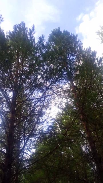 встреча с белкой.