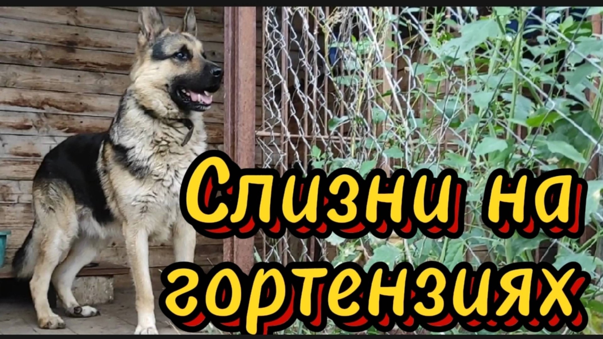 Слизни на соцветиях...
Утята прибавили в весе очень хорошо.