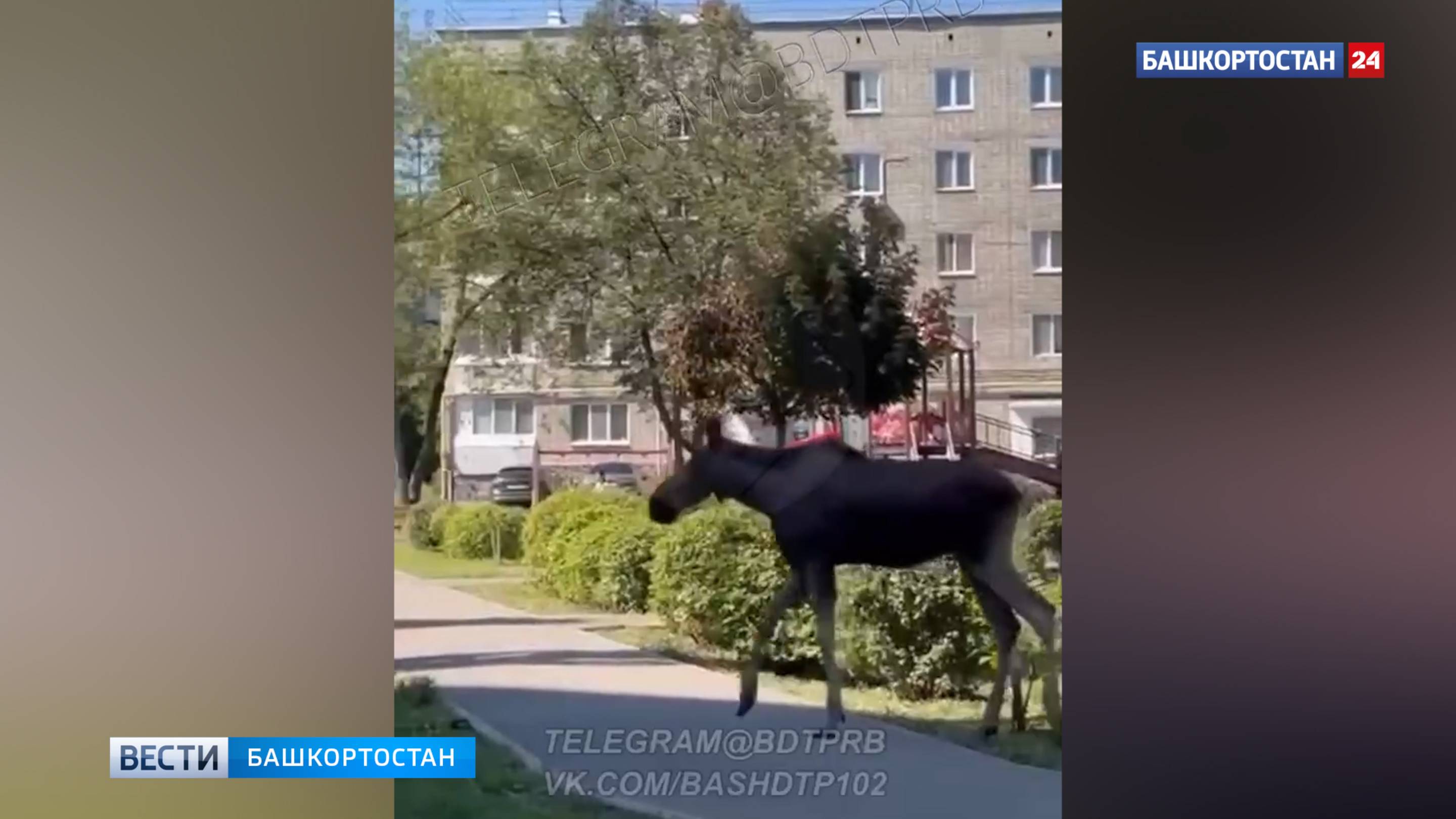 Лось спокойно разгуливал по двору в Уфе