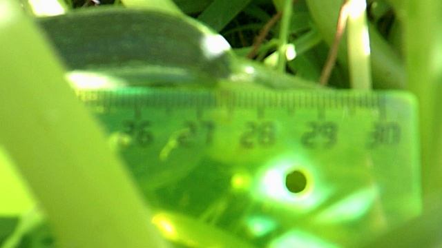 Измеряю длину кабачка Цукеша линейкой