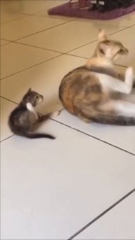 Курс молодого бойца