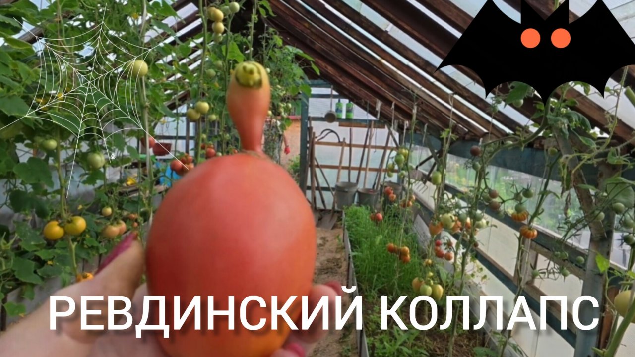 Обзор от 14 августа 2025. С Рутуба. 🙄