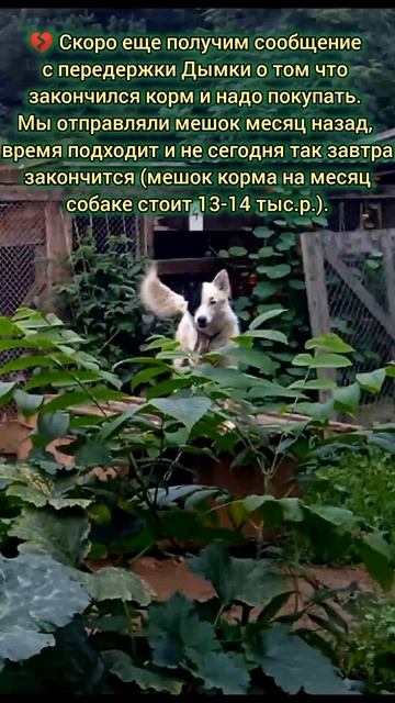 Еще недавно мы приглашали в гости чтобы погулять, пообщаться с собаками, но никто не едет