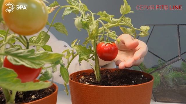 Модульные светильники для растений ЭРА FITO-3х10W-LINE 30 вт