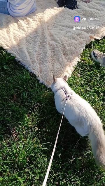 Юные путешественники на прогулке Quiana&Qupidon Koenig Glancekoeniglance.com/WA/TG +79114819200