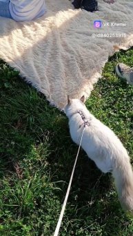 Юные путешественники на прогулке Quiana&Qupidon Koenig Glancekoeniglance.com/WA/TG +79114819200