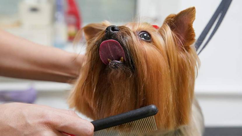 В Москве стартует бесплатный мобильный груминг для домашних животных