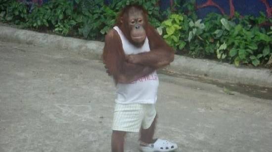 видеокарта восемь восемь