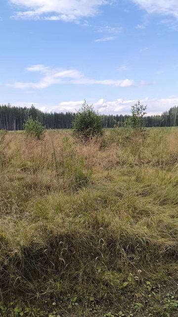 15.08.2025 щучье озеро путь домой