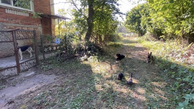 Ротвейлер 5 месяцев Арчи! Бельгийская овчарка 5 месяцев Вольф! Будни дрессировки! Железная выдержка!