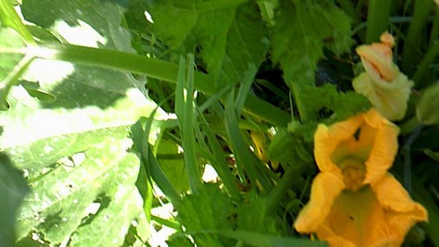 Обзор нашего первого кабачкового растения сорта "Цукеша"