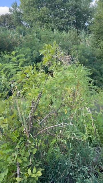 #природа #отдых #лето 15 августа 2025 г.