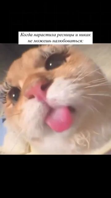 Когда нарастила ресницы