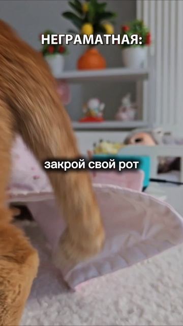 А ты грамотный?
#котики #животные