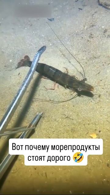 Так вот почему море продукты такие дорогие.