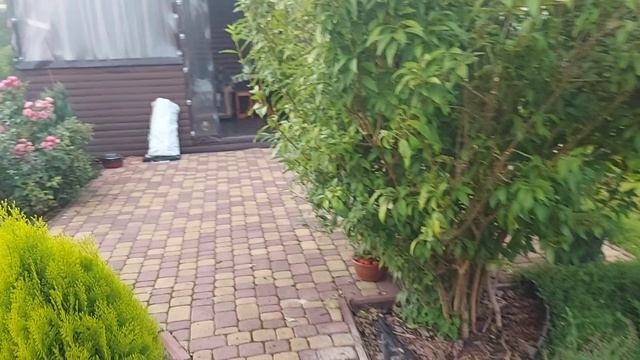 Тёплый летний вечер на любимой даче🌅Я  и моя собака Байса💕🤗#шарпей#собака#дачныебудни#обзордачи