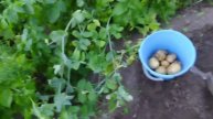 Я на даче подкапали картошку 🥔