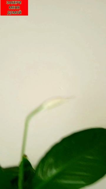 мои СПАТИФИЛИУМЫ