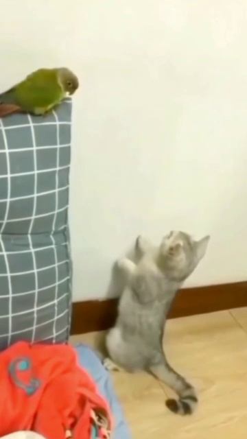 Ха ха ха ну да мая кошка также делает