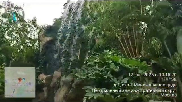 В Москве выросли тропические растения..#москва #пальмы #благоустройство #2025