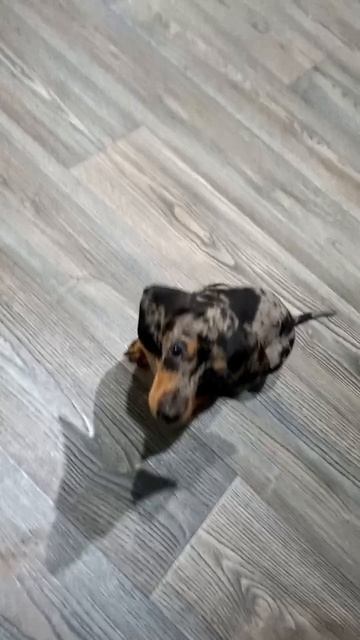 Эля.Мраморная такса.mp4