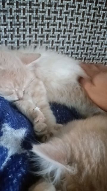 близнецы. Теперь будут тут. 🥰