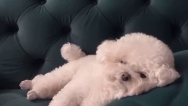 Пудель - пацифист🐩☮️😄