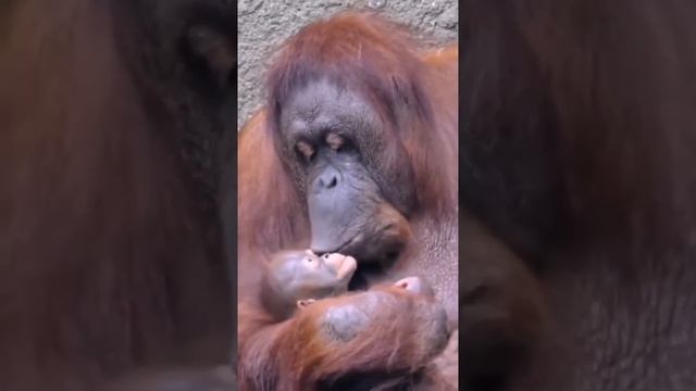 video_10234937349524.mp4