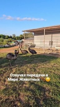 Передача в мире животных. 🐾 Детки 90-х. 🤵♀️