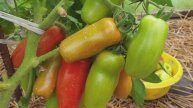 Ускоряем созревание томатов. Метод для быстрого дозревания на кустах.