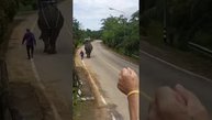 Катание на слонах. Пхукет Таиланд