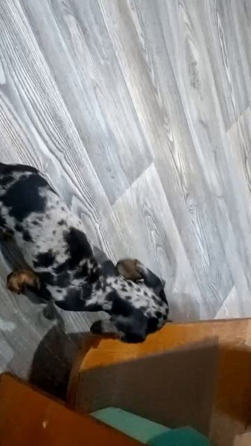 Мраморная такса Эля.mp4