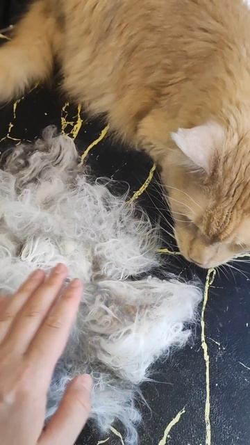 Своими руками #мейнкун #cat #веселыекоты #мейкун #котики #кошки #видосыоткота #коты #моякошка