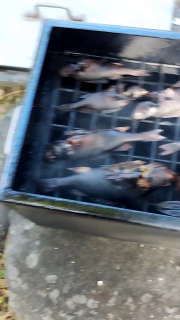 Готовая копченая рыба!