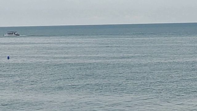 Дельфин у берегов Адлера