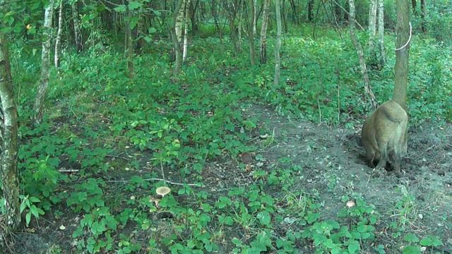 Фото ловушка